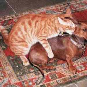 Obrázek 'nadrzena&nbsp;kocka&nbsp;2'