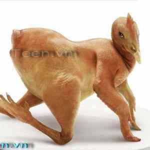 Obrázek 'naked chick'