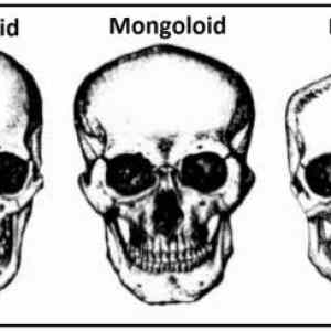 Obrázek 'negroid'