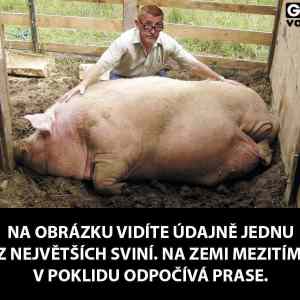 Obrázek 'nejvetsi svinak'
