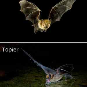 Obrázek 'netopier'