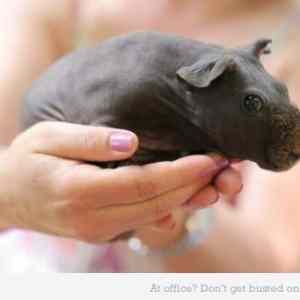 Obrázek 'new-born-hippo'