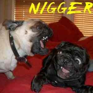 Obrázek 'nigger dog'