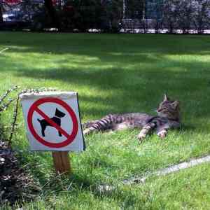 Obrázek 'no-cats-sign'