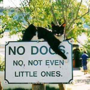 Obrázek 'no dogs sign'