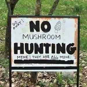 Obrázek 'no mushroom'