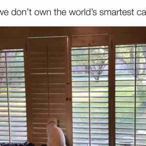 Obrázek 'not the smartest cat'