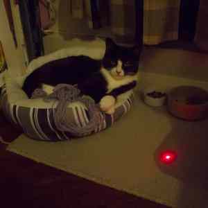 Obrázek 'notgivingafuck cat'