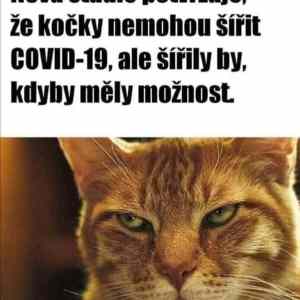 Obrázek 'nova studie-kocky by sirily-kdyby mohly'