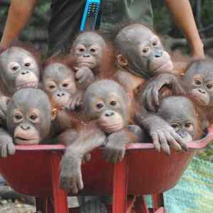 Obrázek 'nova&nbsp;varka&nbsp;imigrantu'