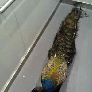 Obrázek 'novy&nbsp;hlidac&nbsp;koleji&nbsp;PPV'