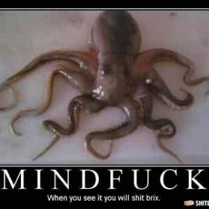 Obrázek 'octopus'