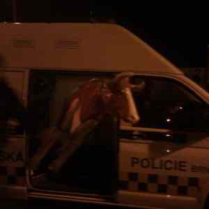 Obrázek 'odchyt&nbsp;kravy3'