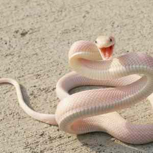 Obrázek 'oh hai snake'