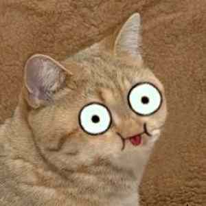 Obrázek 'omgLOLcat'