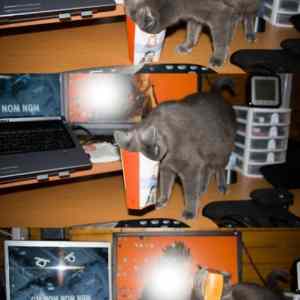 Obrázek 'omnomnom cat'