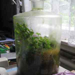 Obrázek 'one cm3 of moss - one teaspoon of water - air-tight conditions. the result 20...'