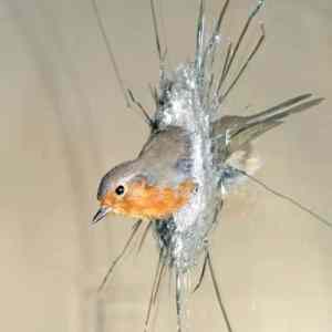 Obrázek 'one tough bird'