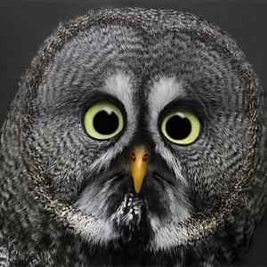 Obrázek 'oowl  '