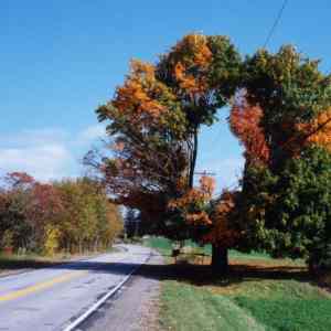 Obrázek 'open tree'