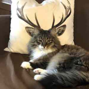 Obrázek 'opt kaifolog 1550722349 028'