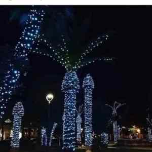 Obrázek 'palmy v noci'