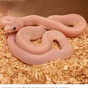 Obrázek 'pan&nbsp;peniz&nbsp;IRL'