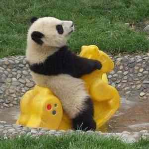 Obrázek 'pandaing'