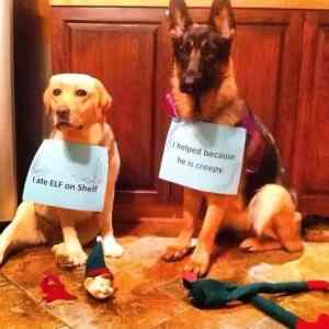 Obrázek 'partners in crime 540'