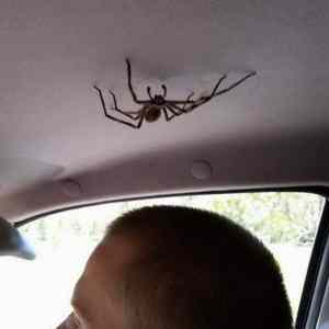 Obrázek 'pavouk Tumblr l 890718561441933' Obrázek 'pavouk Tumblr l 890718561441933'