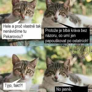 Obrázek 'pekarova je krava hehe'