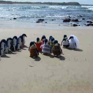 Obrázek 'penguins wedding'