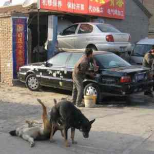 Obrázek 'perv dogs'