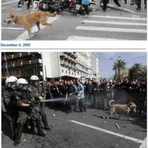 Obrázek 'pes ktory miluje demostracie'