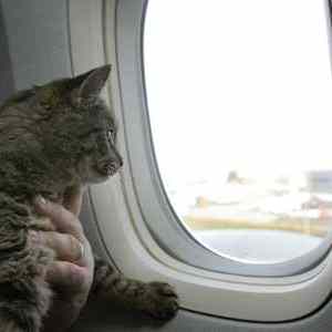 Obrázek 'pets-on-a-plane-1'
