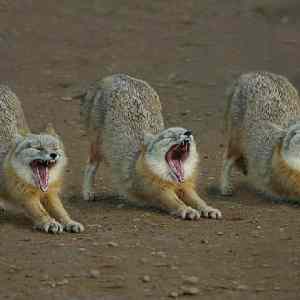 Obrázek 'pevecke&nbsp;trio'