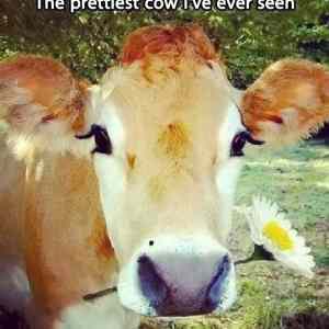 Obrázek 'photogenic-cow'
