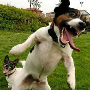 Obrázek 'photos-of-funny-animals'