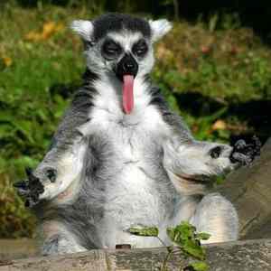 Obrázek 'pictures-of-funny-animals'