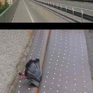 Obrázek 'pigeon vs bridge'