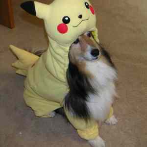 Obrázek 'pikachu dog'