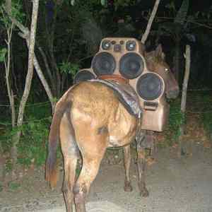 Obrázek 'pimp my horse'