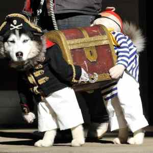 Obrázek 'pirate dog'