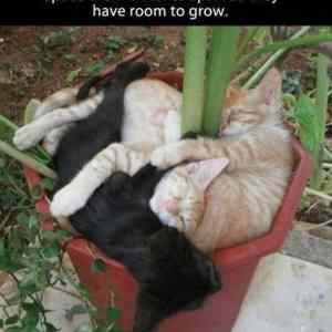 Obrázek 'planting cats'