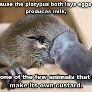 Obrázek 'platypus both'