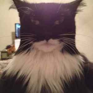 Obrázek 'plod lasky batmana a catwoman'