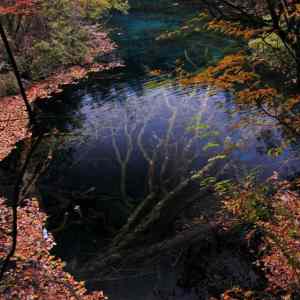 Obrázek 'podvodny strom Jiuzhaigou Valley'