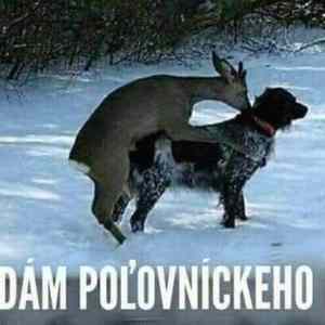Obrázek 'polopes'