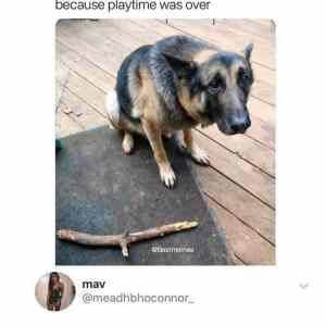 Obrázek 'poor doggo'