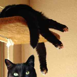 Obrázek 'portal cat 1'
